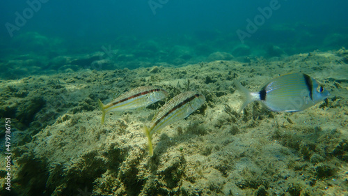 Striped red mullet or surmullet (Mullus surmuletus) undersea, Aegean Sea, Greece, Halkidiki photo