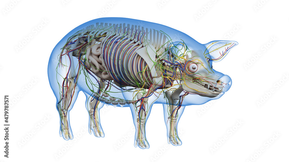 3d rendered illustration of the porcine anatomy