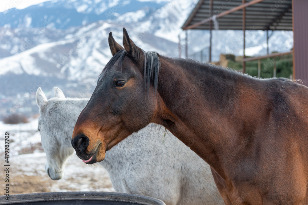 Obraz premium portrait of a horses