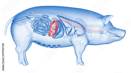 3d rendered illustration of the porcine anatomy - the stomach photo