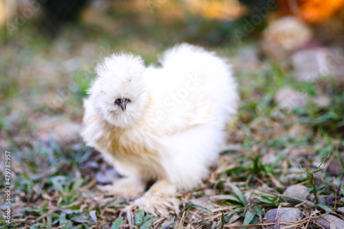 Fluffy chicken in the yard, Big white strange cock