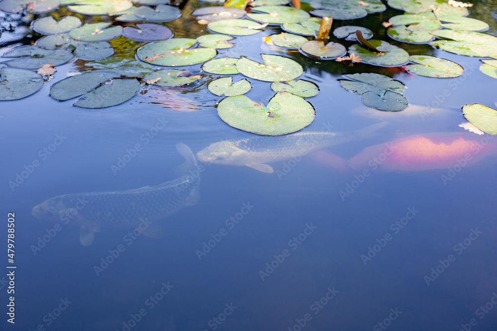 pond