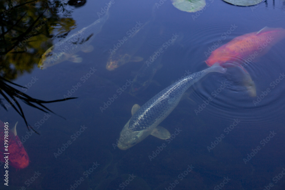 pond