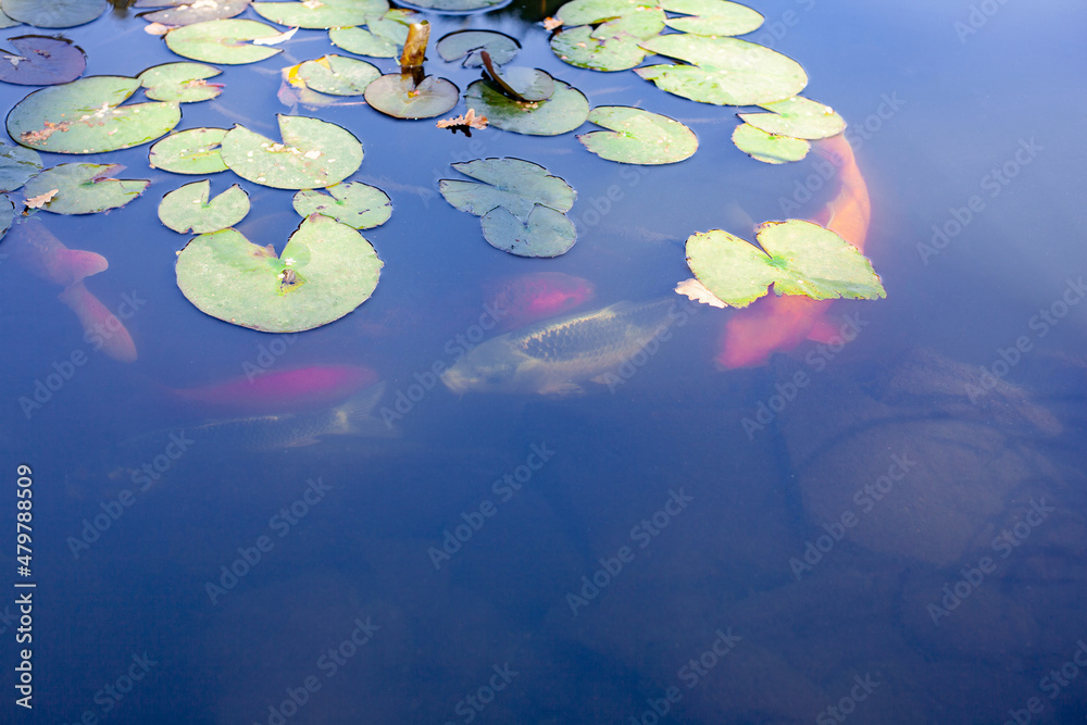 pond