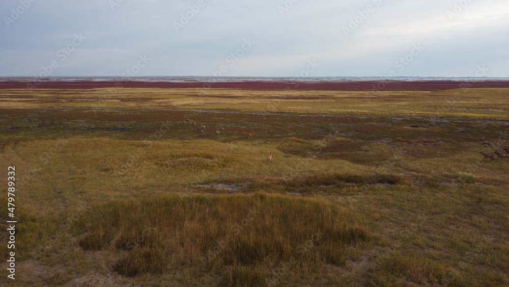 A herd of deer runs across a field with yellow-brown grass on Dzharylhach island. Ukraine A herd of deer runs across a field with yellow-brown grass on Dzharylhach island. Ukraine