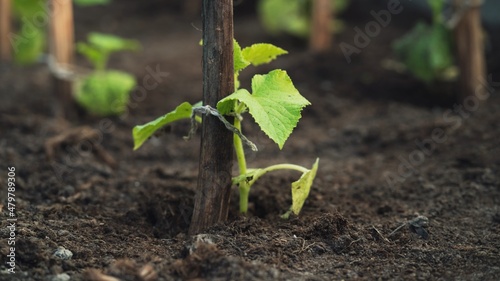 Seedlings of cucumbers on a garden bed in a greenhouse. Growing cucumbers