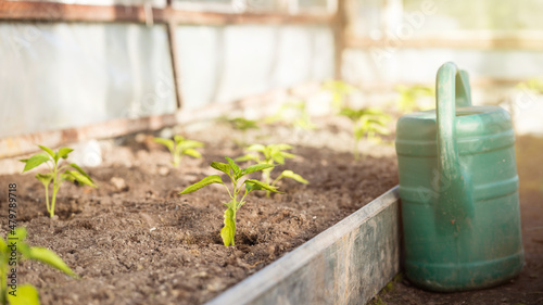 greenhouse view with pepper seedlings and a green watering can on a sunny spring morning