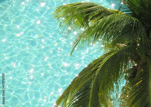 palm tree over  a pool in the sun