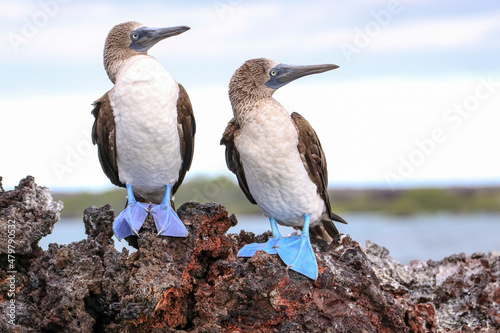 Two Blue-footed Boobies standing on a rocky outcrop at Elizabeth Bay off the coast of  Isabela Island in the Galapagos Islands. photo