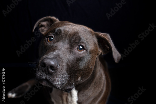 Interested detailed closeup of a young black pitbull dog in a black background