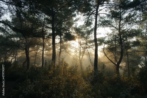 morning in the woods