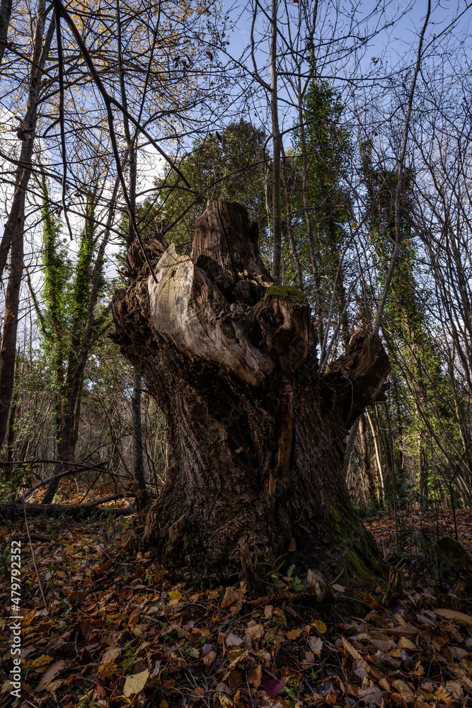 dead chestnut tree without branches with floor covered with leaves in winter at viladrau, catalonia, vertical shoot