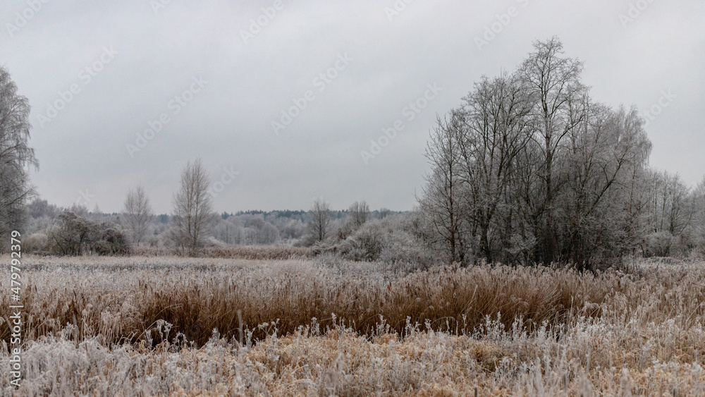 yellow dry wilted river reeds covered with frost, big leafless tree in distance yellow dry wilted river reeds covered with frost, big leafless tree in distance