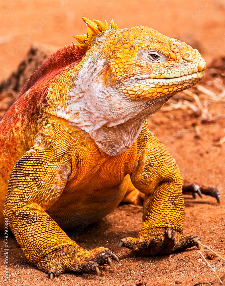 Fototapeta premium Portrait of a colourful male Galapagos Land Iguana at Cerro Dragon on Santa Cruz Island in the Galapagos Islands.