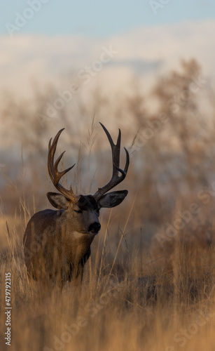 Buck Mule Deer During the Rut in Autumn in Colorado © natureguy