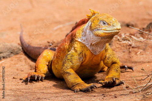 Portrait of a colourful male Galapagos Land Iguana at Cerro Dragon on Santa Cruz Island in the Galapagos Islands.