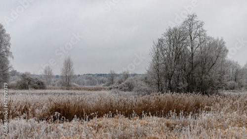 yellow dry wilted river reeds covered with frost, big leafless tree in distance