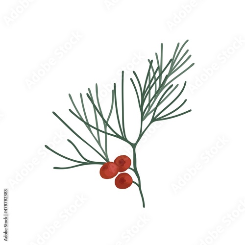 Christmas coniferous branch with red berries. Holly and mistletoe. Vector colorful element on a white background. 