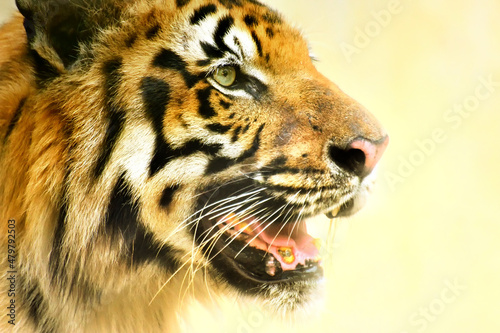 Beautiful angry face of Royal Bengal Tiger   Panthera Tigris  West Bengal  India - tinted image . It is largest cat species and endangered   only found in Sundarban mangrove forest.