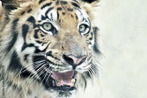 Beautiful angry face of Royal Bengal Tiger , Panthera Tigris, West Bengal, India - tinted image . It is largest cat species and endangered , only found in Sundarban mangrove forest .