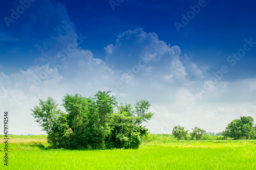 Beautiful rural landscape of Paddy field, blue sky , Howrah, West Bengal, India © mitrarudra