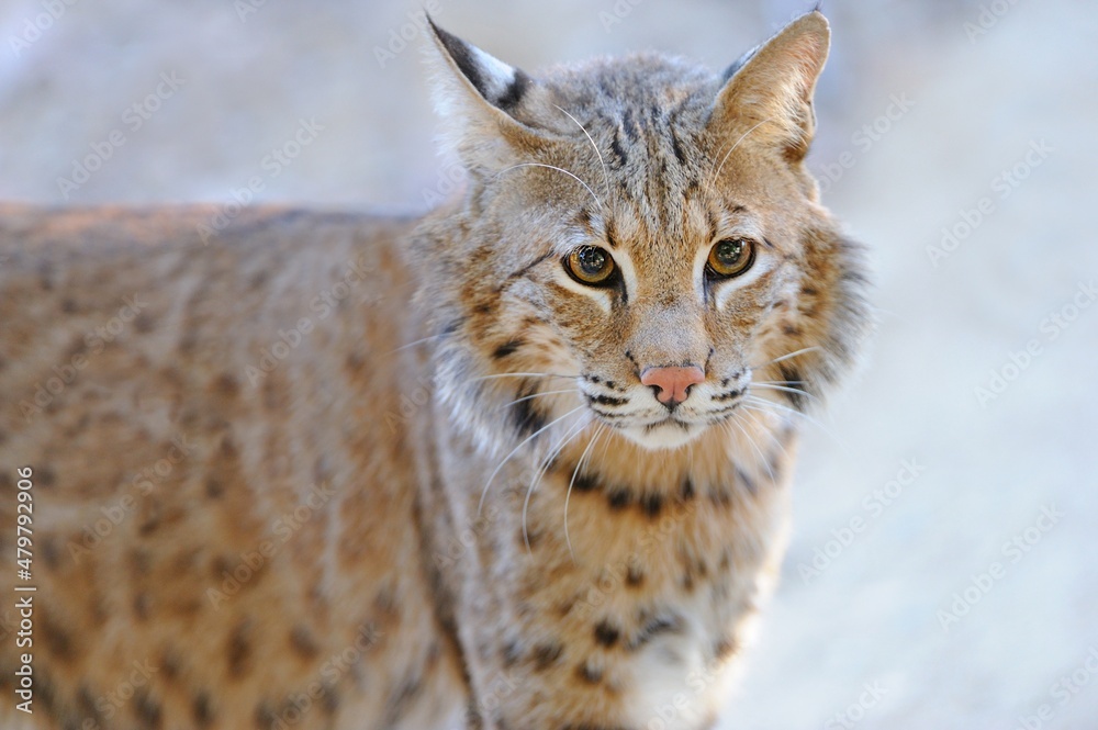 Bobcat, Lynx rufus, look, Angeles National Forest, CA, USA Bobcat, Lynx rufus, look, Angeles National Forest, CA, USA