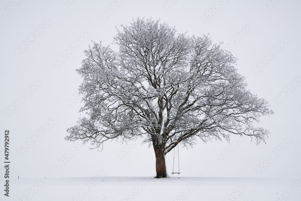 Fototapeta premium Kraftbaum im Schnee
