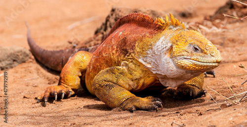 Portrait of a colourful male Galapagos Land Iguana at Cerro Dragon on Santa Cruz Island in the Galapagos Islands.