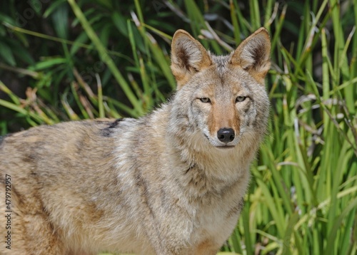 Billede på lærred Coyote, Canis latrans, stares at the camera, Angeles National Forest, California