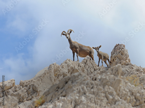 Mother desert bighorn sheep, Ovis canadensis nelsoni, and baby curious,  Lake Mead, Nevada, USA photo