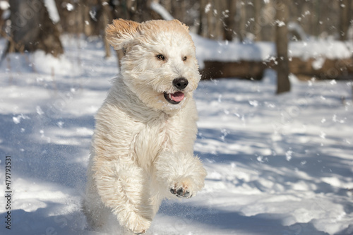 Energetic large white golden doodle dog running in the snow-covered forest © luminosity-images