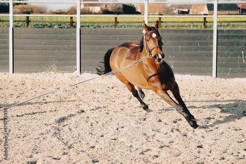 horse lunging in the arena