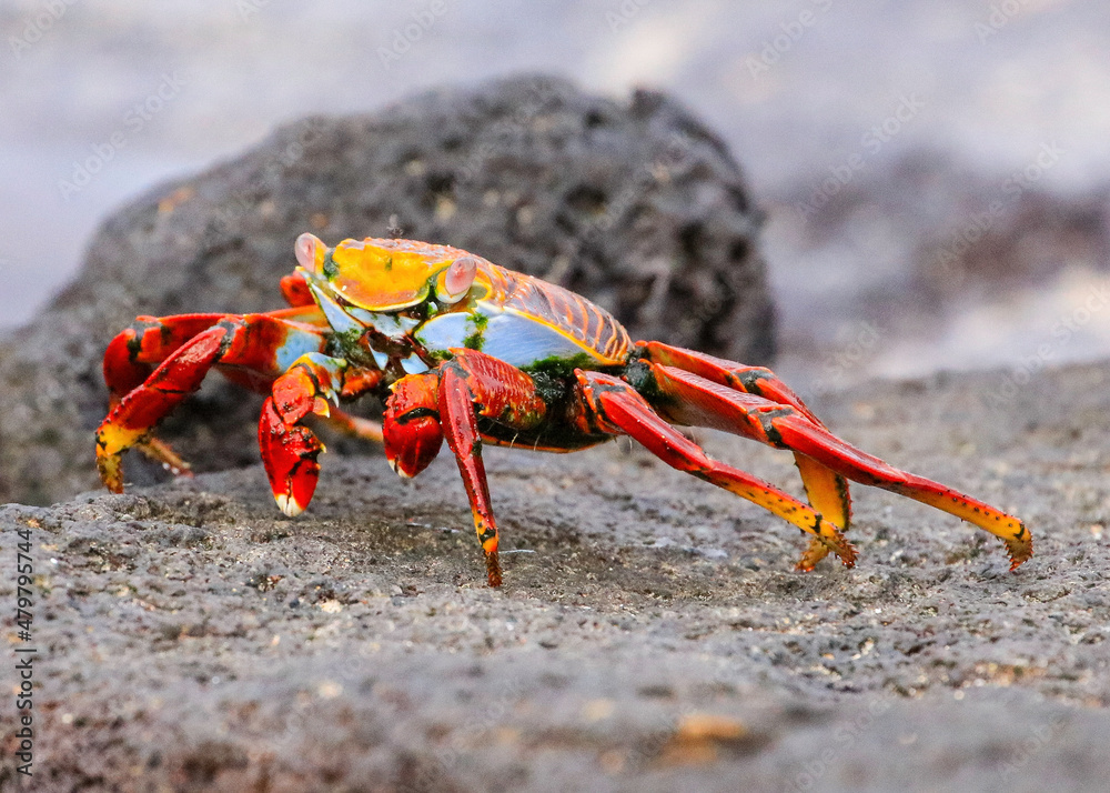 A Sally Lightfoot Crab wanders amongst the rocks on the beach at Punta Cormorant on Floreana Island in the Galapagos Islands. A Sally Lightfoot Crab wanders amongst the rocks on the beach at Punta Cormorant on Floreana Island in the Galapagos Islands.
