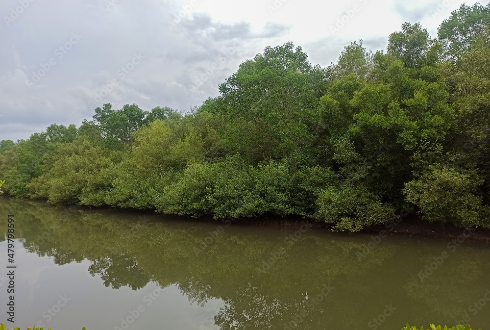 river in the mangrove forest