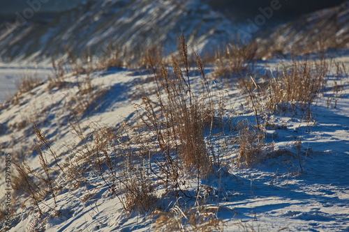 Autumn grass on the snowy shores.