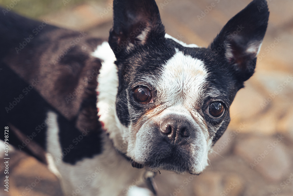 Cutest Boston Terrier_002 Cutest Boston Terrier_002