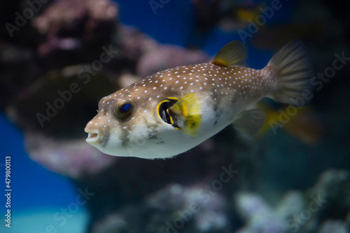 spotted puffer fish in an aquarium underwater, blurred background