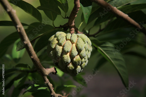 conde, bahia, brasil - january 9, 2022: Pinha Fruit - Annona squamosa, popularly known as doconde fruit. photo