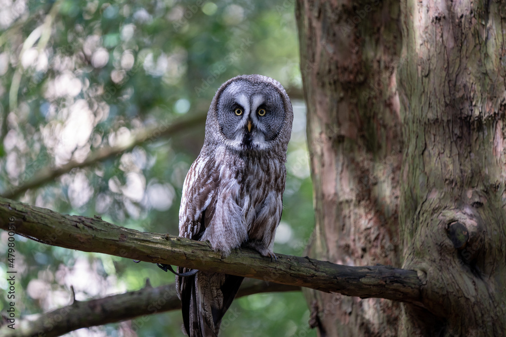 Fototapeta premium Owl on a branch