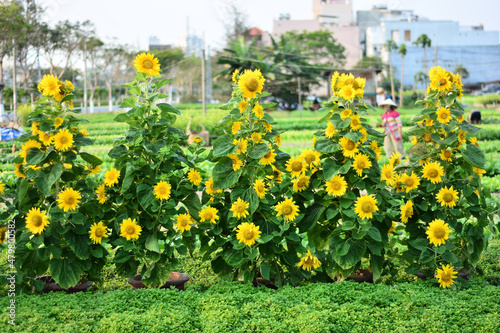 Sunflowers in the garden