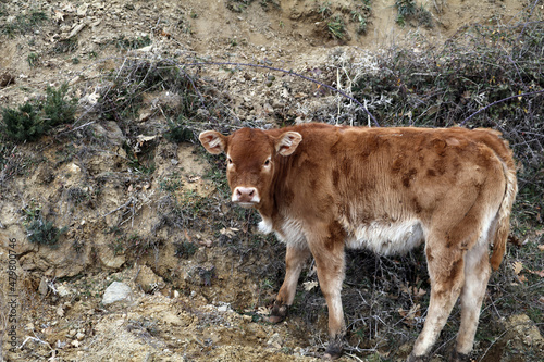 ternero de vaca en el campo © planeta11