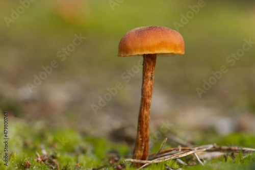 Gift-Häubling (Galerina marginata)