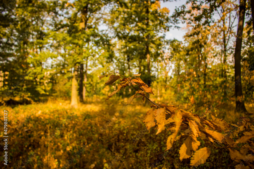 Obraz premium Lostplace