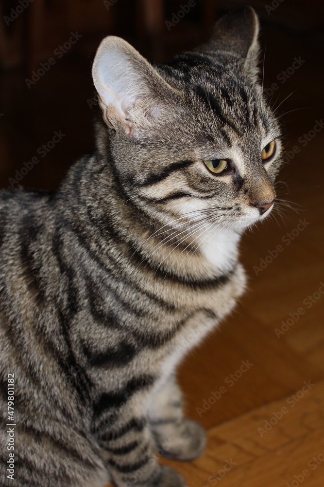 portrait of a stern cat