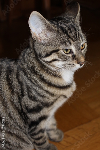 portrait of a stern cat © Aldercy Carling