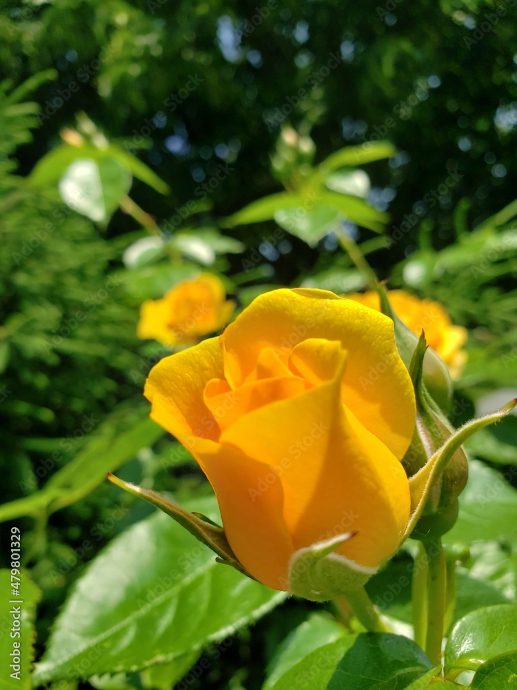 rose bud rose bud