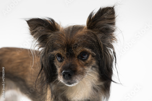 Small female mongrel dog with ears sticking up, looking ahead. A multi-breed dog.