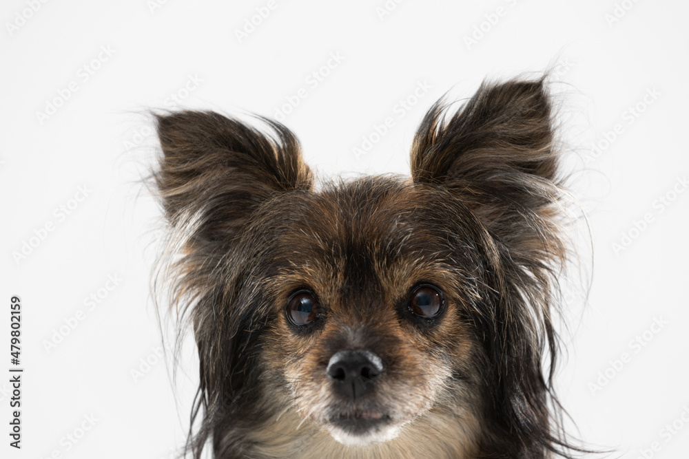 Portrait of just the head of a female dog with ears sticking up which is looking straight into the camera. A multi-breed dog. Portrait of just the head of a female dog with ears sticking up which is looking straight into the camera. A multi-breed dog.