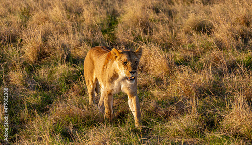 Close-up lioness walks along the savannah. The mouth is ajar. Flies sit on the body and face of the lioness