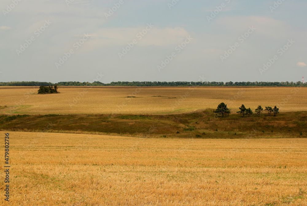 Summer landscape - clouds over a field sown with wheat. Rural view of a meadow with herbs.